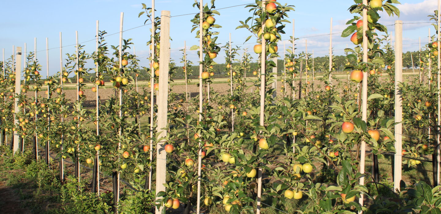 Apple orchard