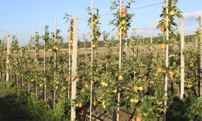 Apple orchard