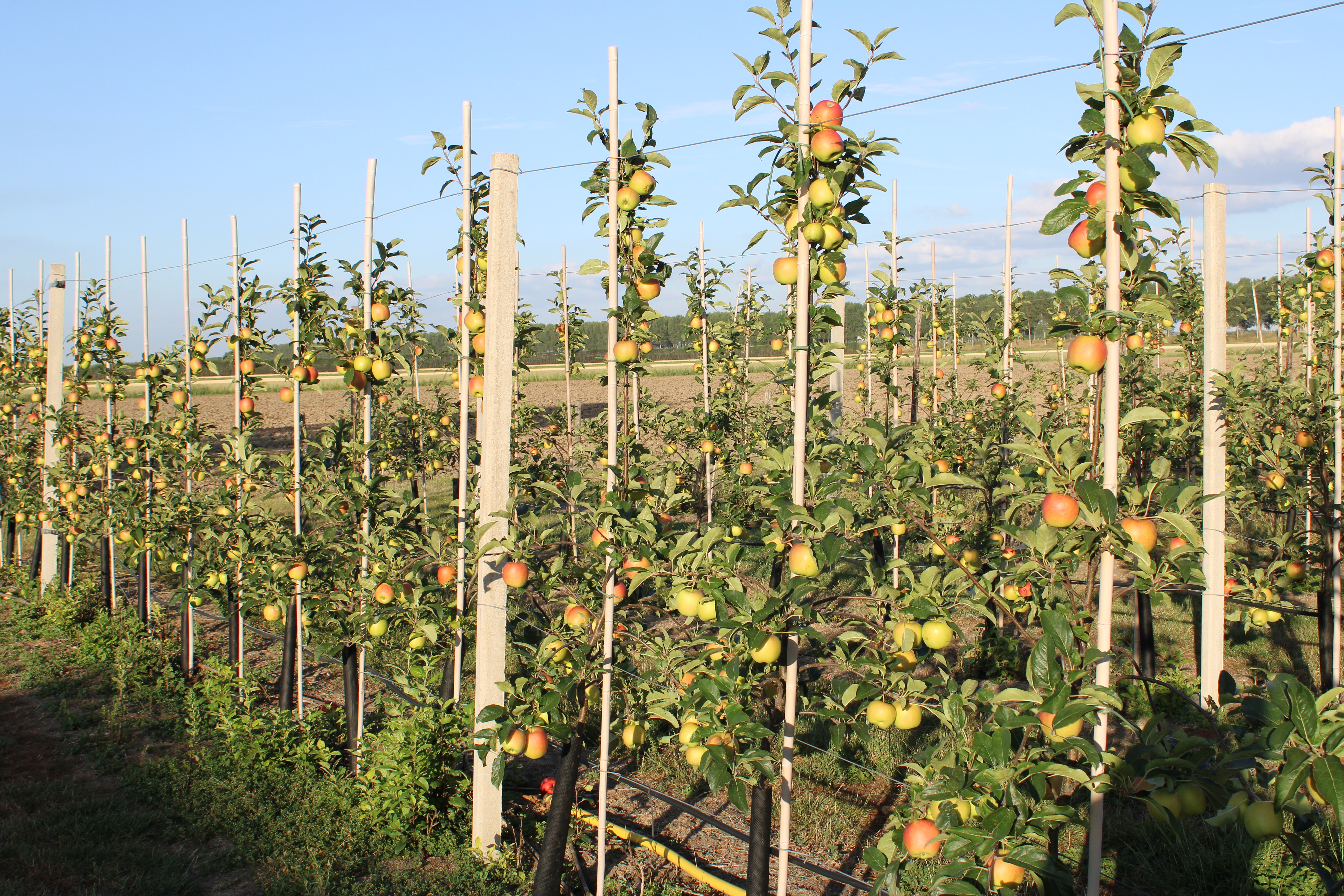 Apple orchard