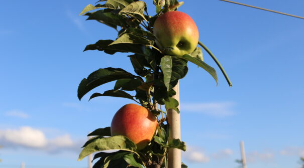 Apple orchard 2