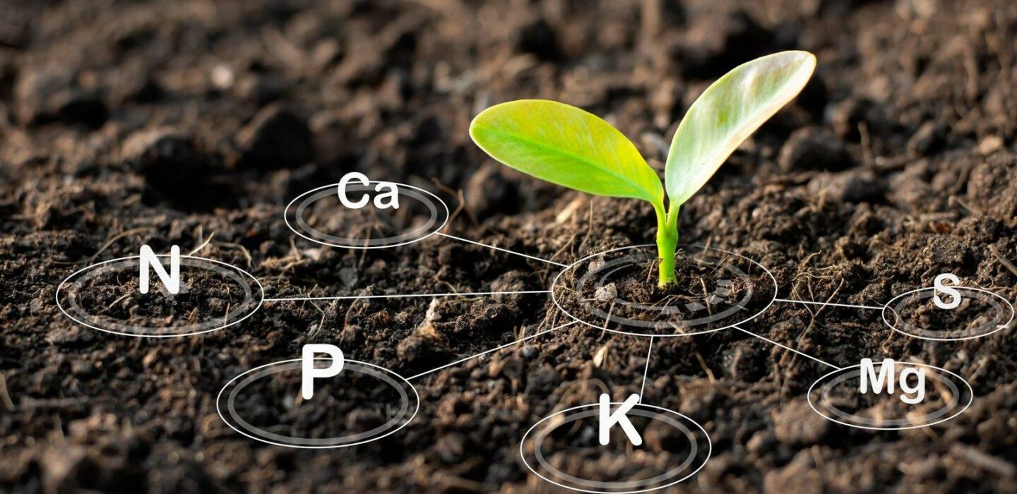plant nutrients 2