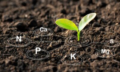 plant nutrients 2