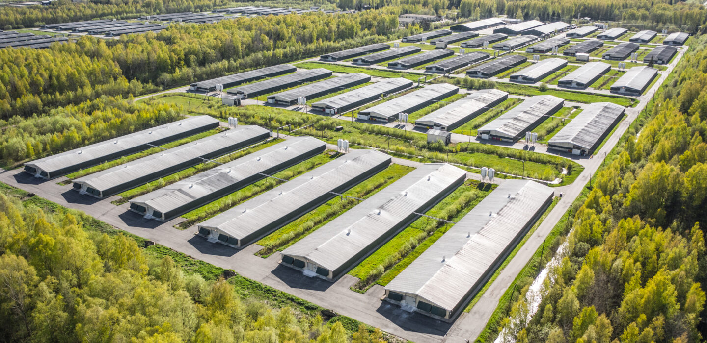 Aerial view poultry farm