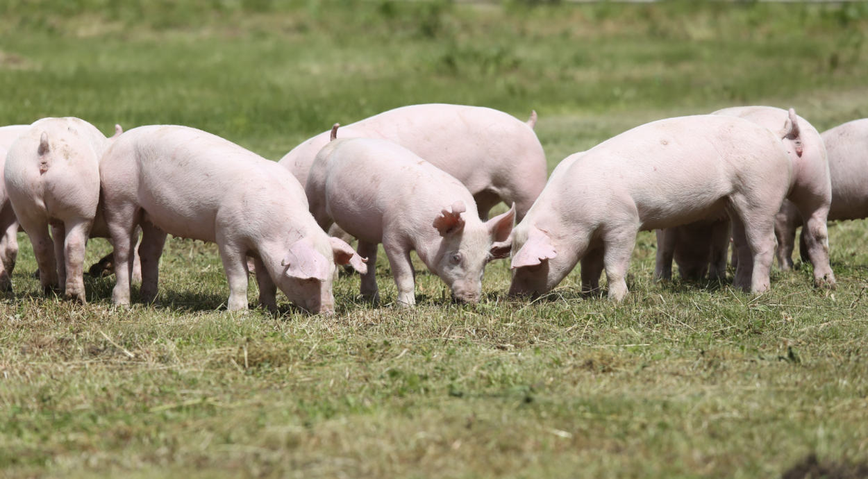 pigs outside