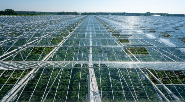 long shot of greenhouse