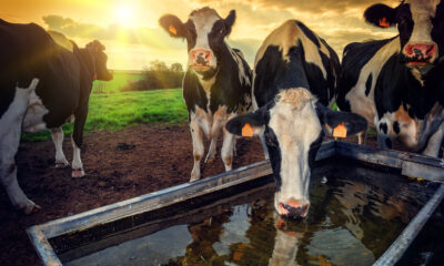 Cows drinking in field