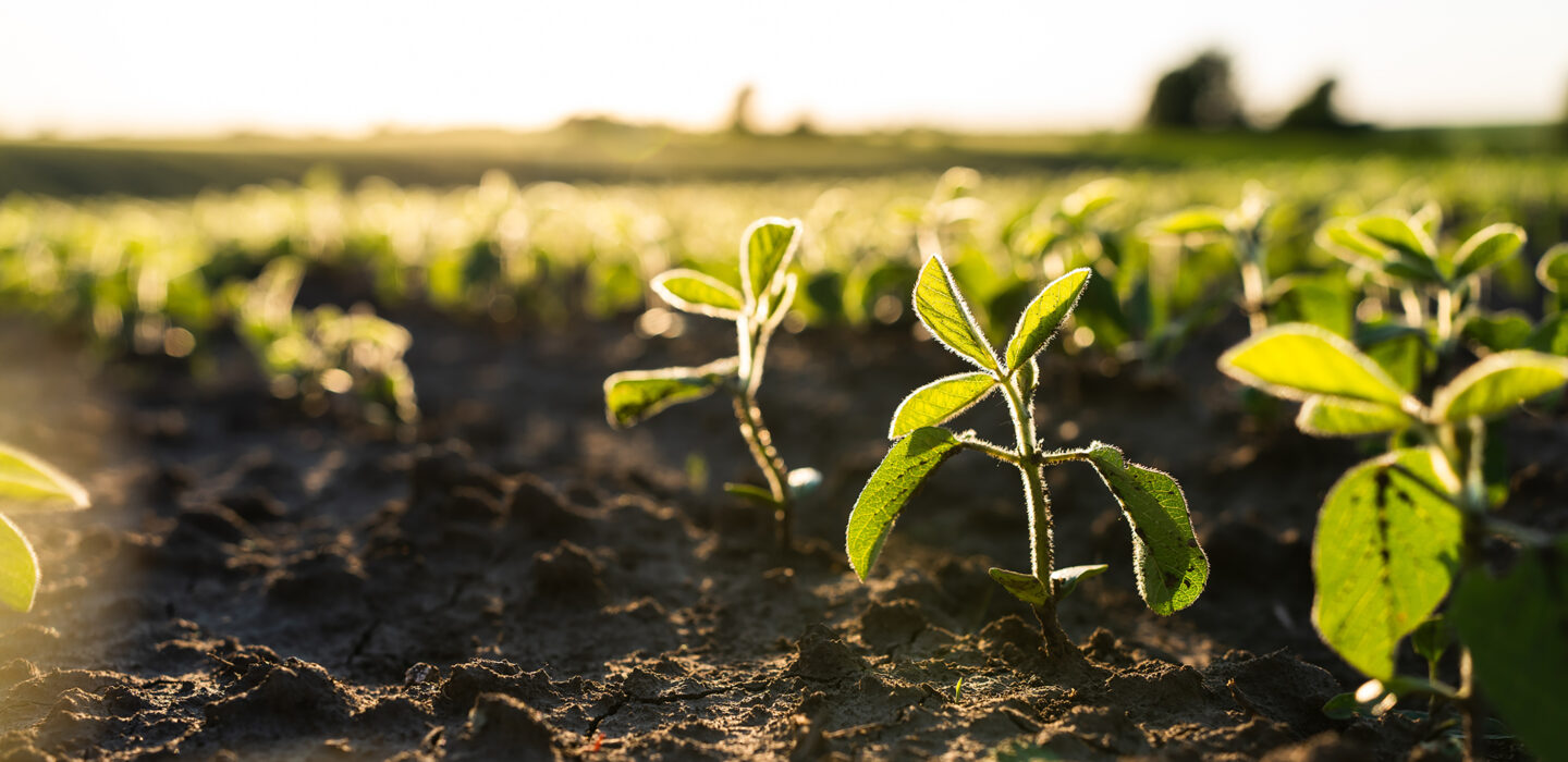 Soybean close up