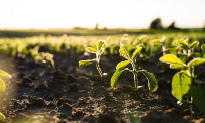 Soybean close up