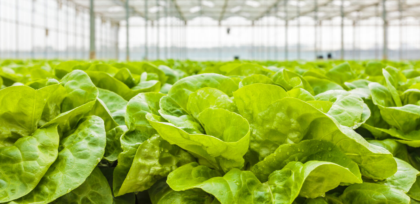 Lettuce in greenhouse