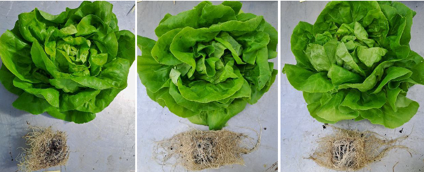 Lettuce compared to competitor