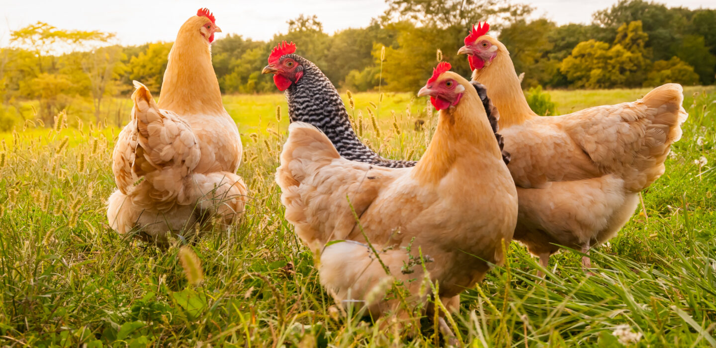 poulets errants