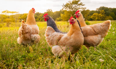 poulets errants