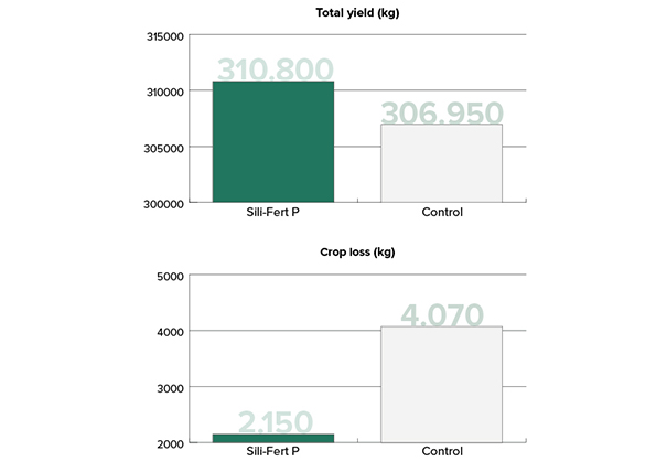 Table Sili-Fert P - Blossom End Rot Canada
