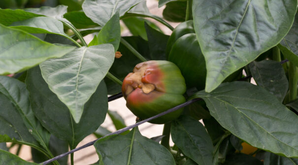 Blossom End Rot In Pepper Fruit