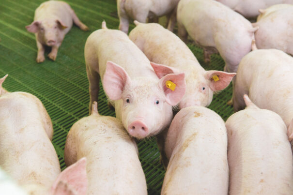 Pigs on a farm