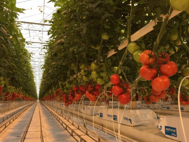 Tomatoes in greenhouse