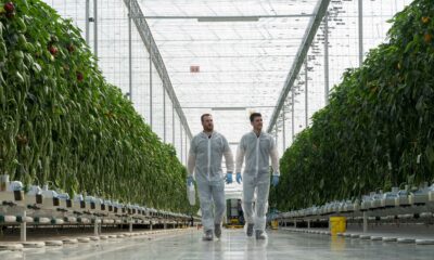Technical sales walking in greenhouse