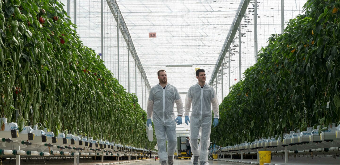 Technical sales walking in greenhouse