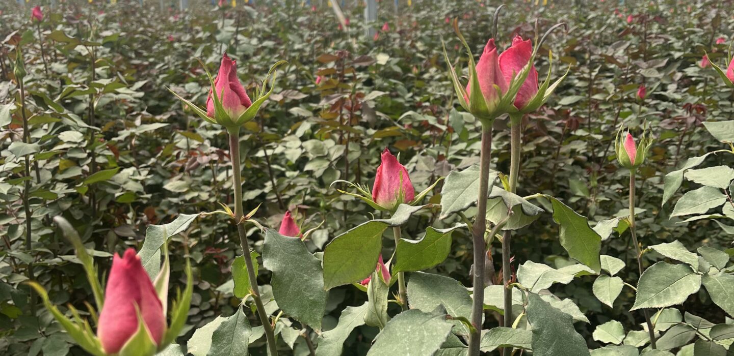 Flowers in Kenyan greenhouse