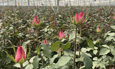 Flowers in Kenyan greenhouse