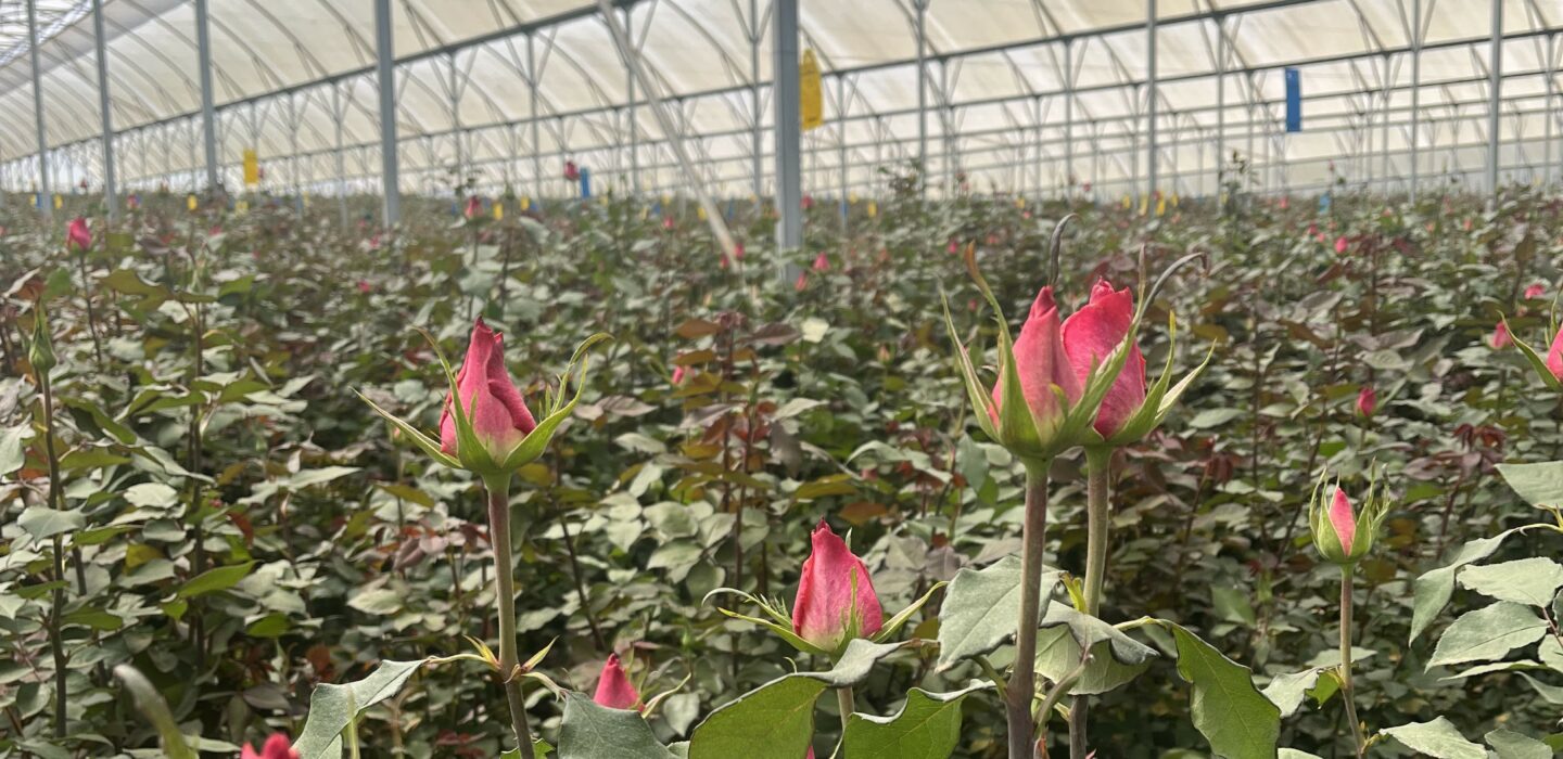 Flowers in Kenyan greenhouse