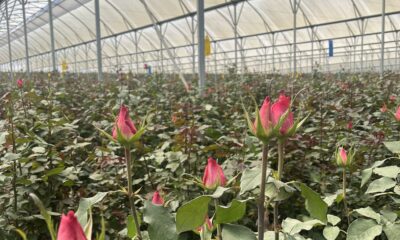 Flowers in Kenyan greenhouse