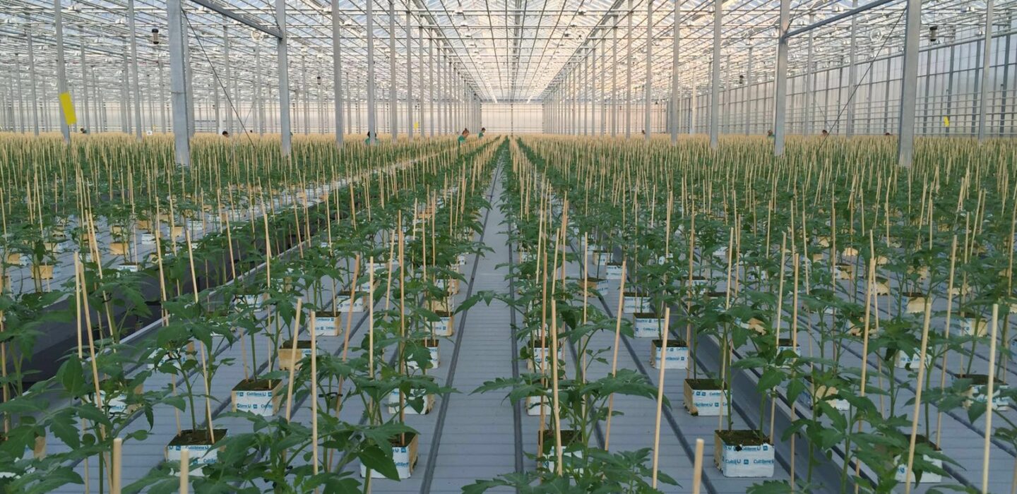 Vegetables in greenhouse