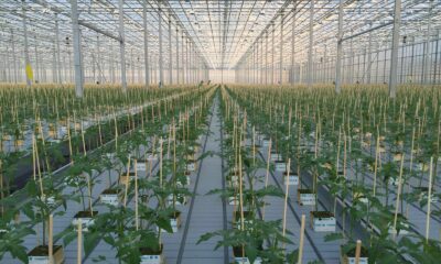 Vegetables in greenhouse