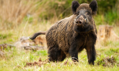 Wildschwein